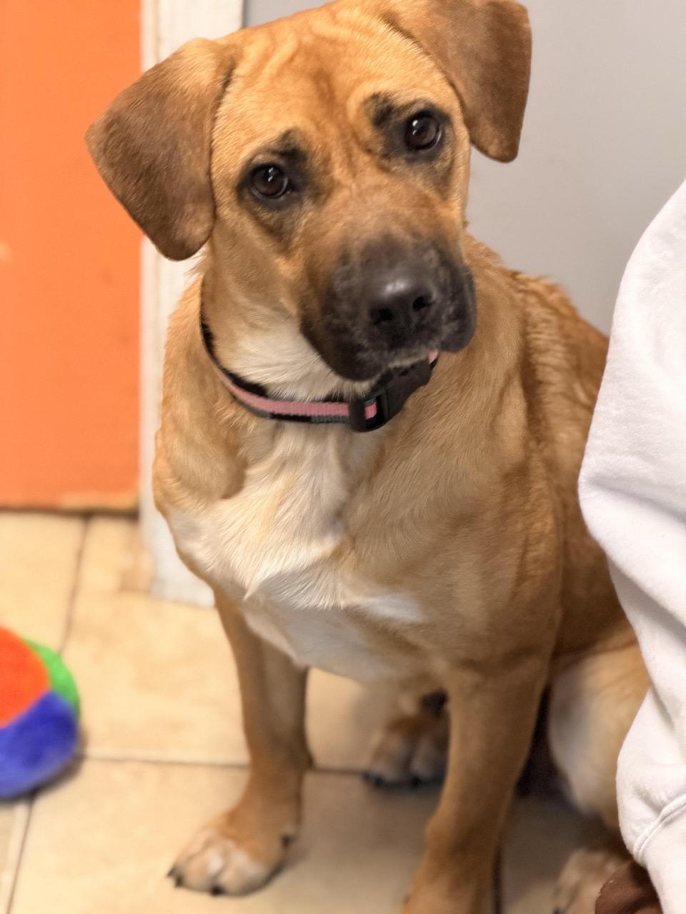 Honolulu, an adopted mixed breed in Sparta, NJ image 3/6