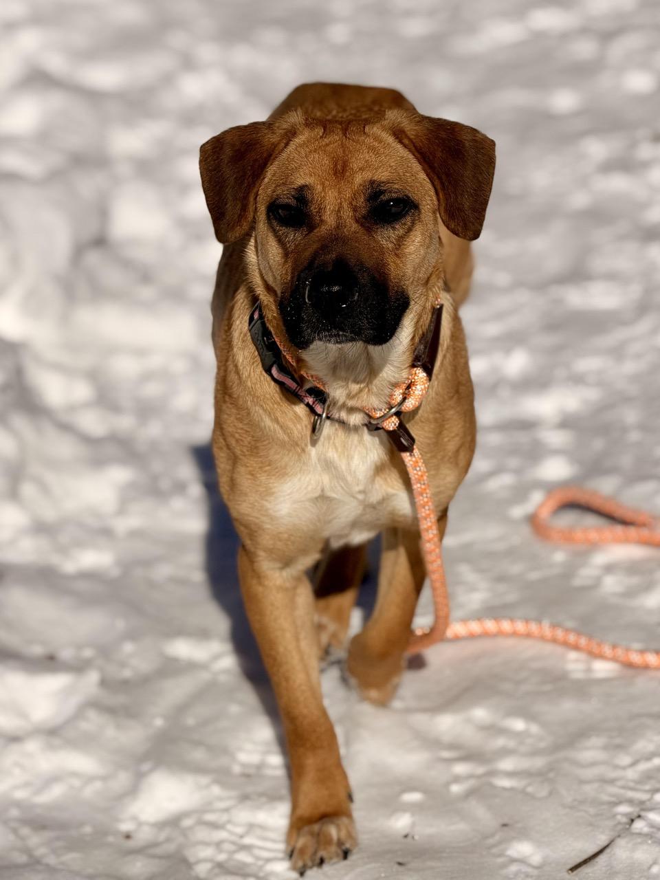 Honolulu, an adopted mixed breed in Sparta, NJ image 4/6