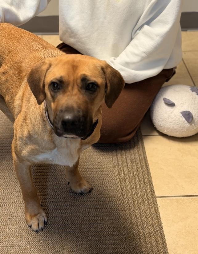 Honolulu, an adopted mixed breed in Sparta, NJ image 2/6