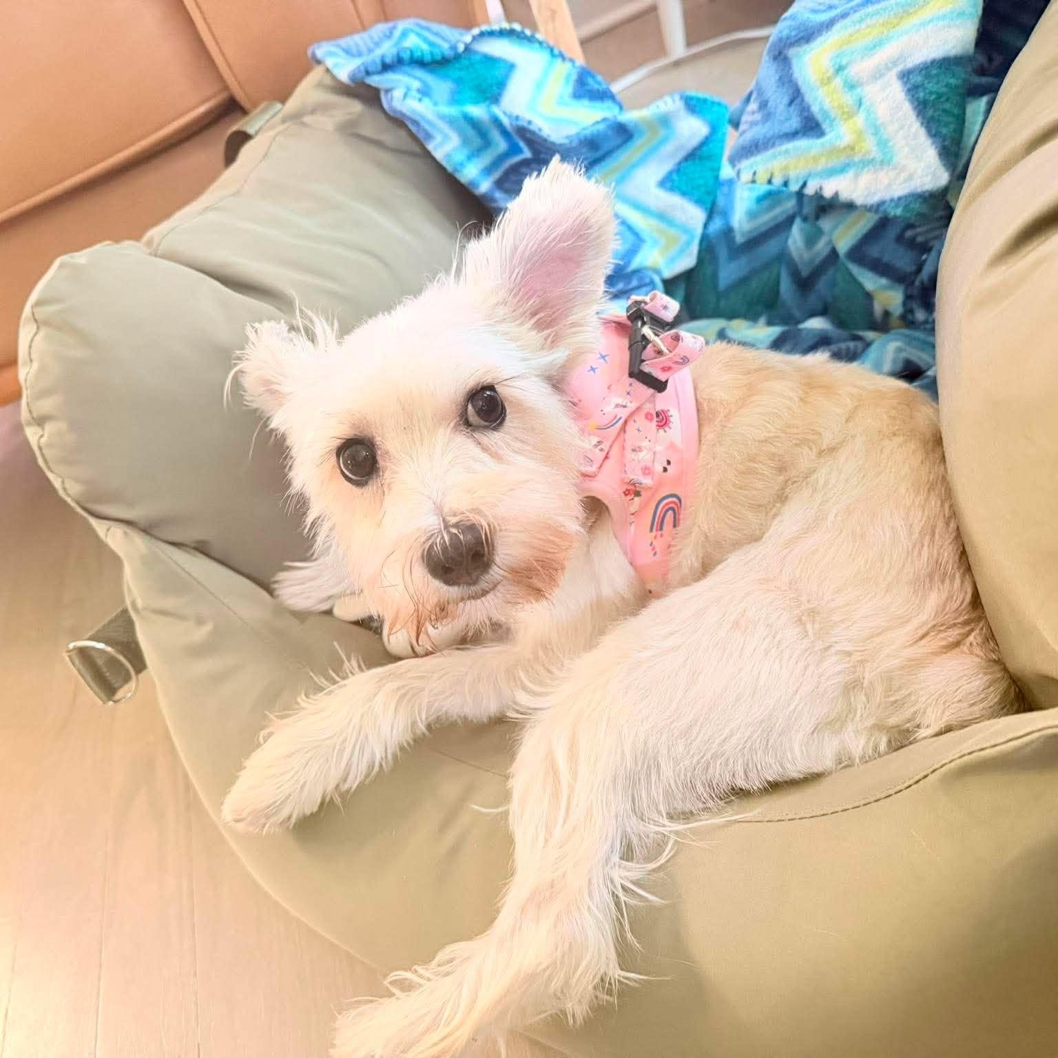 Enlarge Princess, a Adoptable Miniature Schnauzer in Homer Glen, IL image 3/6