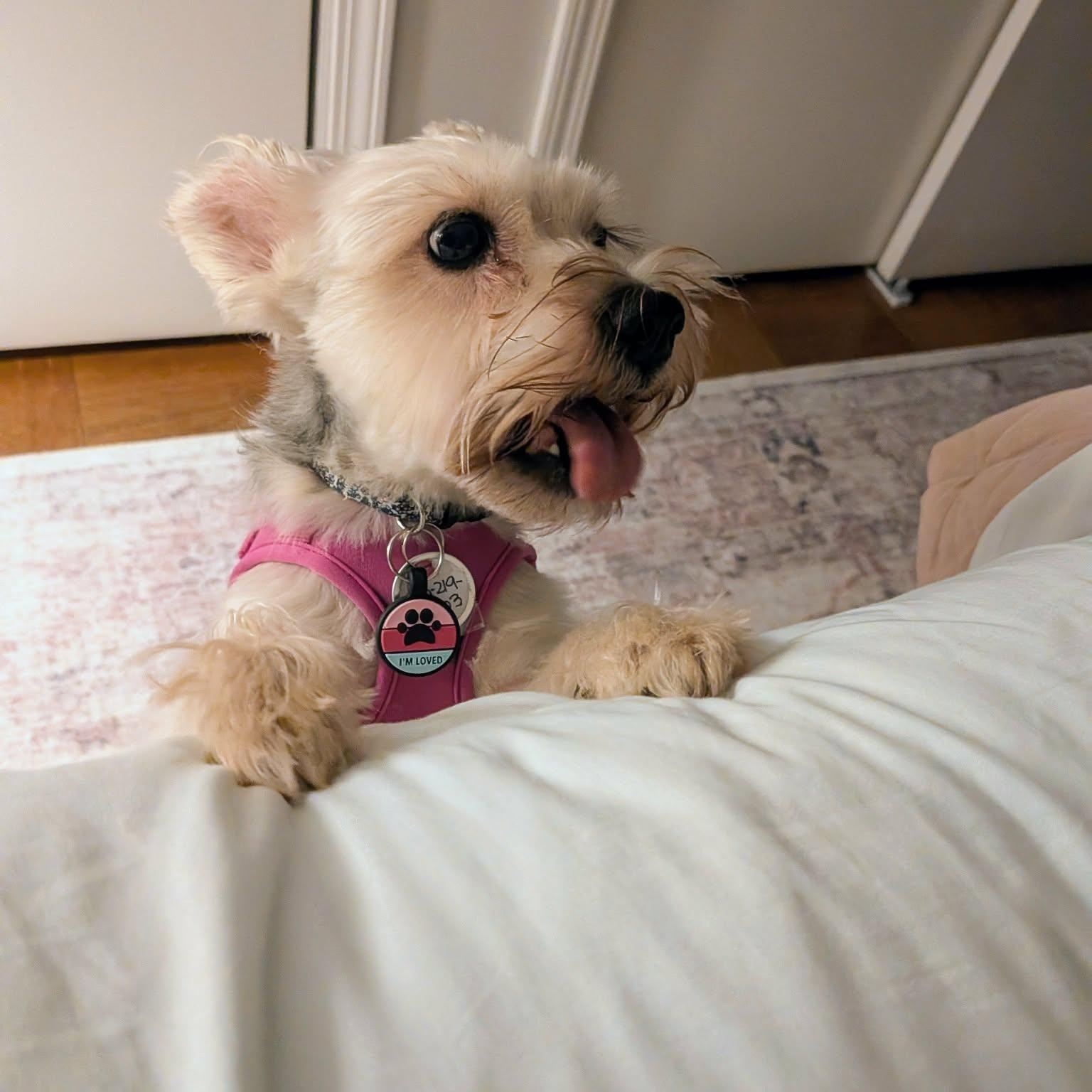 Enlarge Princess, a Adoptable Miniature Schnauzer in Homer Glen, IL image 6/6