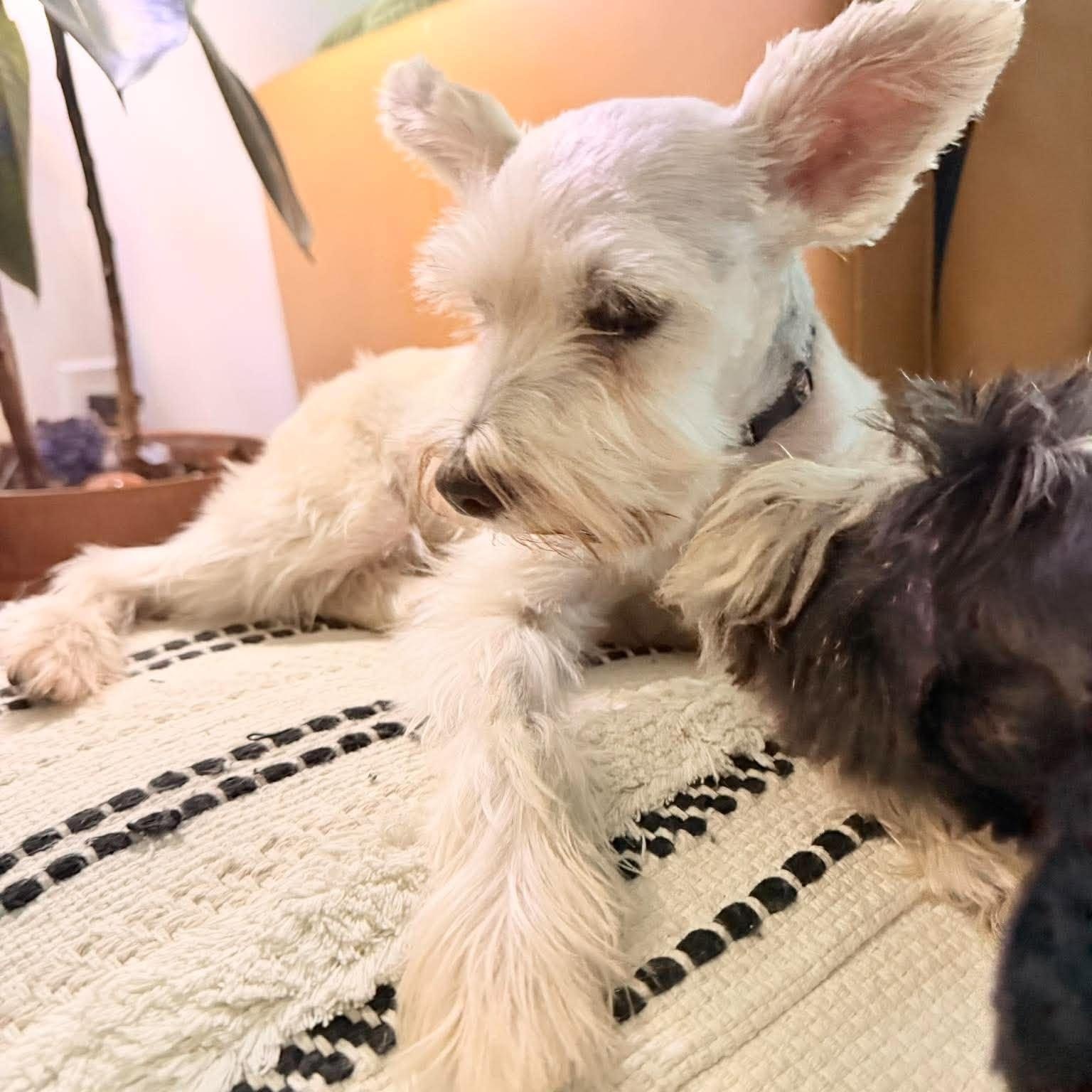 Enlarge Princess, a Adoptable Miniature Schnauzer in Homer Glen, IL image 4/6