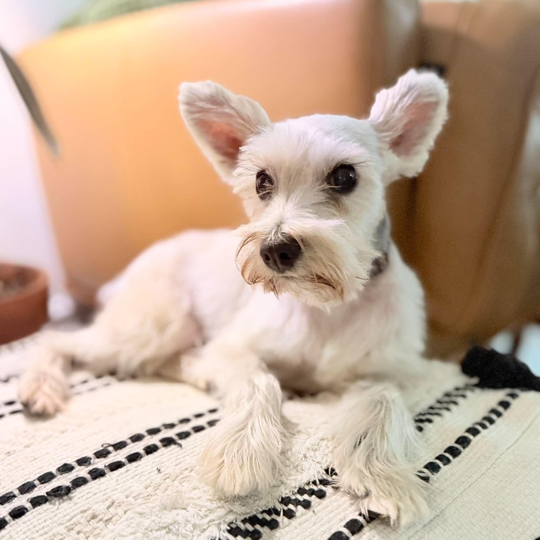 Enlarge Princess, a Adoptable Miniature Schnauzer in Homer Glen, IL image 2/6
