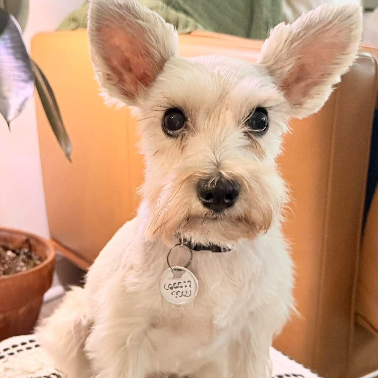 Princess, Adoptable, Adult Female Miniature Schnauzer.