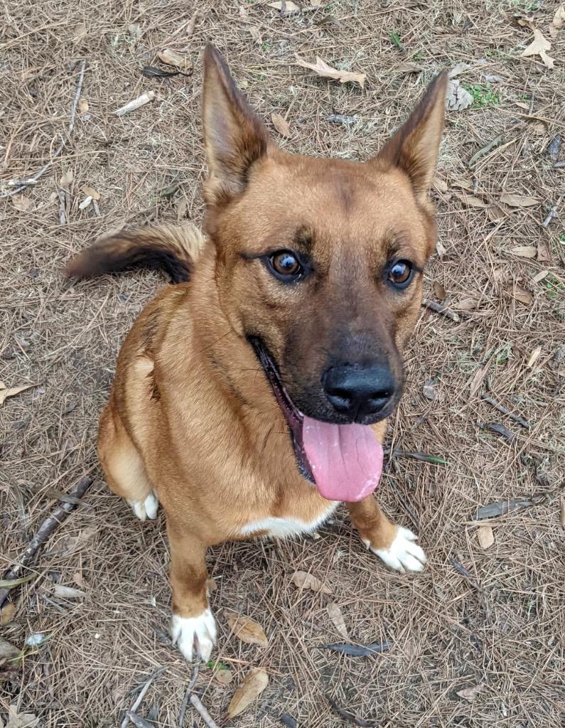 Enlarge Duke Fraser, a Adoptable mixed breed in Little Rock, AR image 1/2