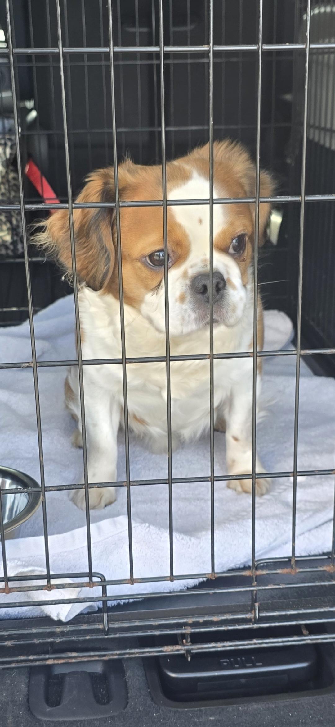 Enlarge Clancey, a ADOPTABLE mixed breed in Mary Esther, FL image 1/1