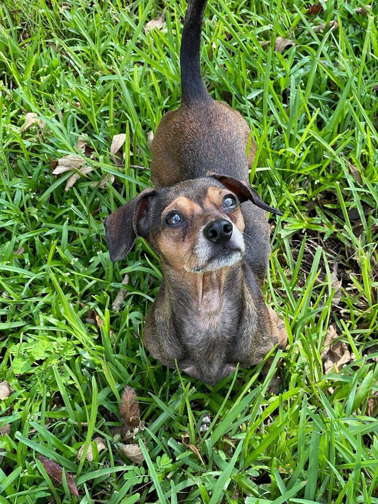 Enlarge Leo, a Adopted Dachshund in Gulfport, MS image 1/3