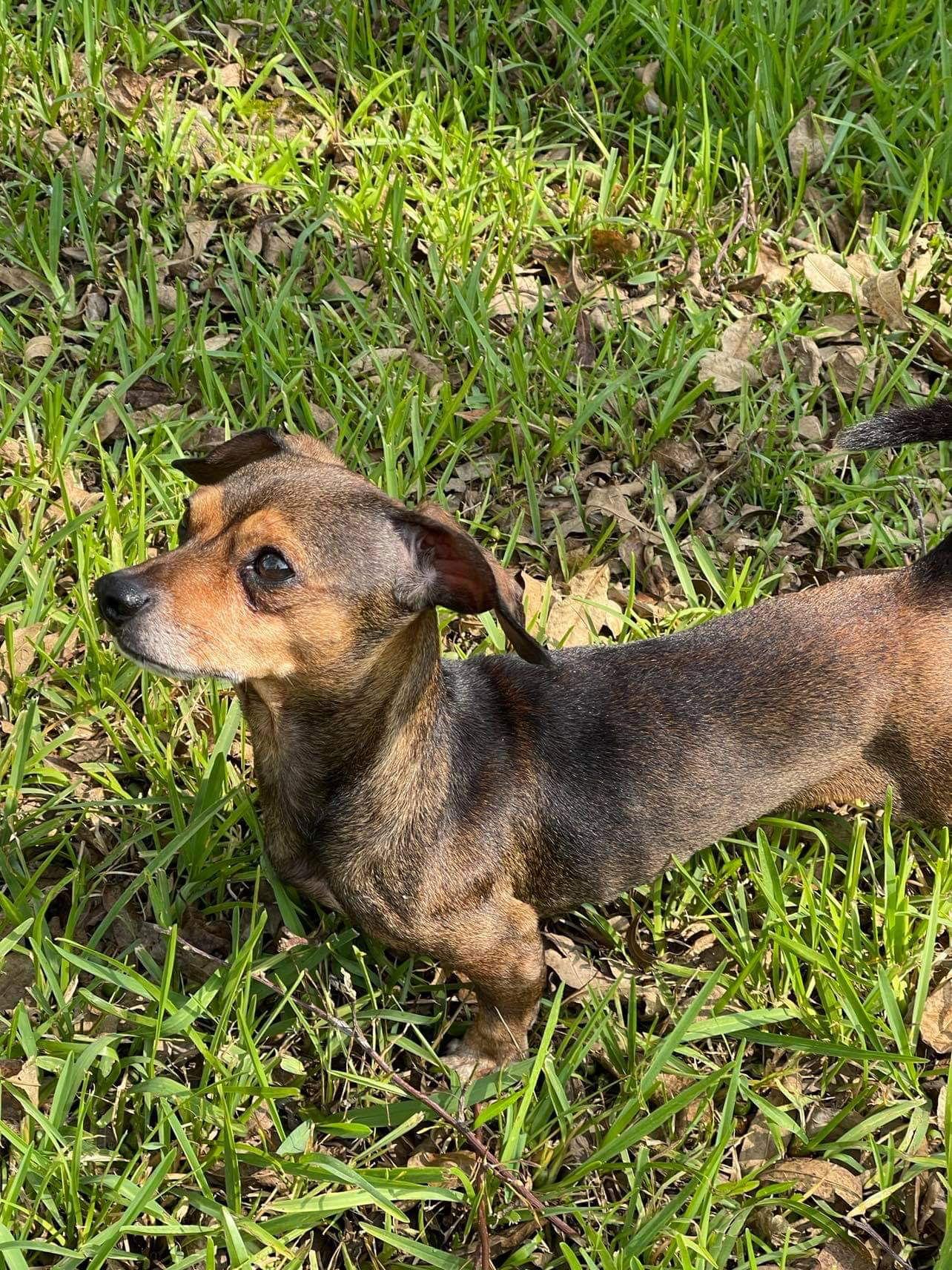 Enlarge Leo, a Adopted Dachshund in Gulfport, MS image 3/3