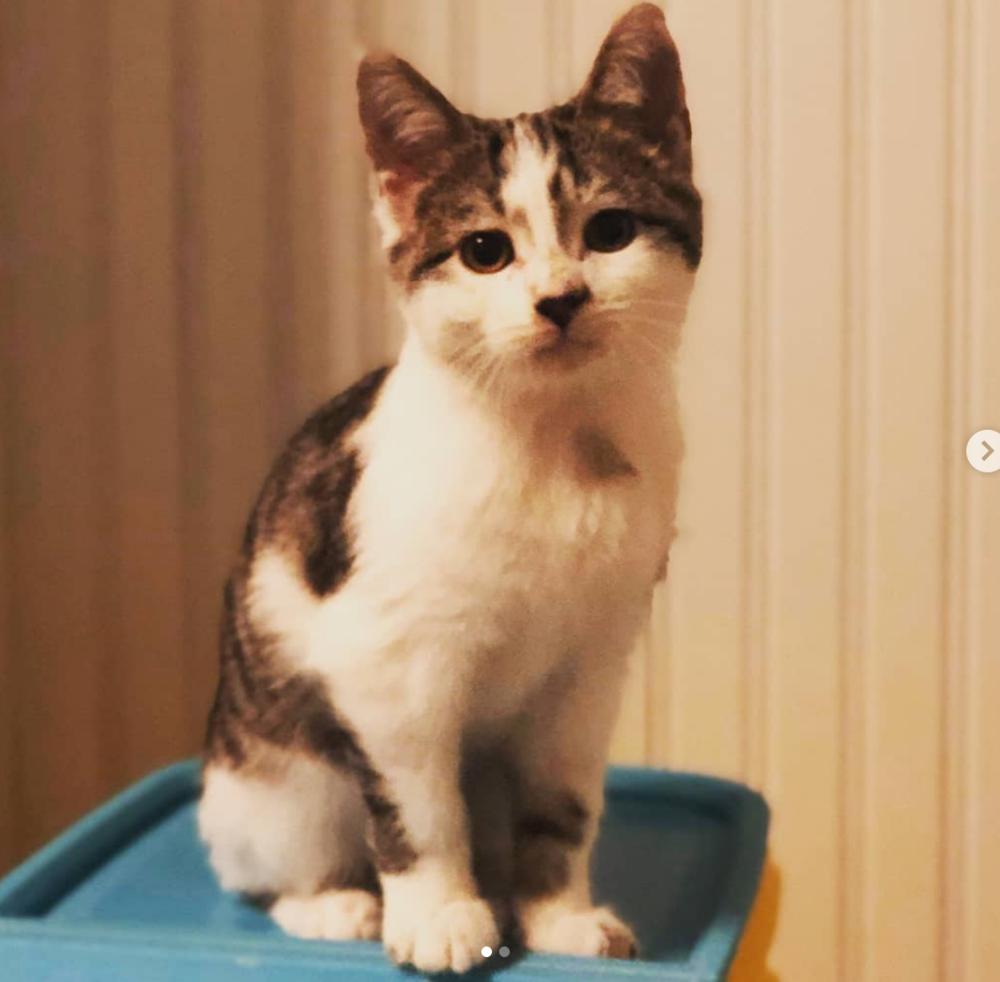 Mars, Adopted, Young Male Domestic Short Hair.