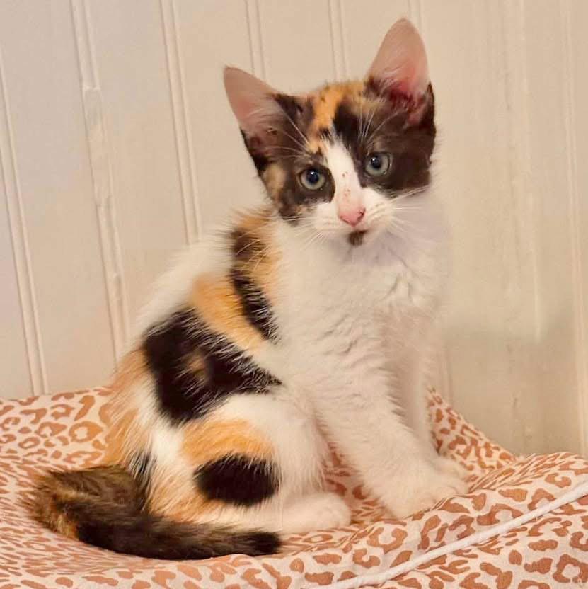Enlarge Kallie, a Adopted Domestic Short Hair in Grand Bay, AL image 1/1