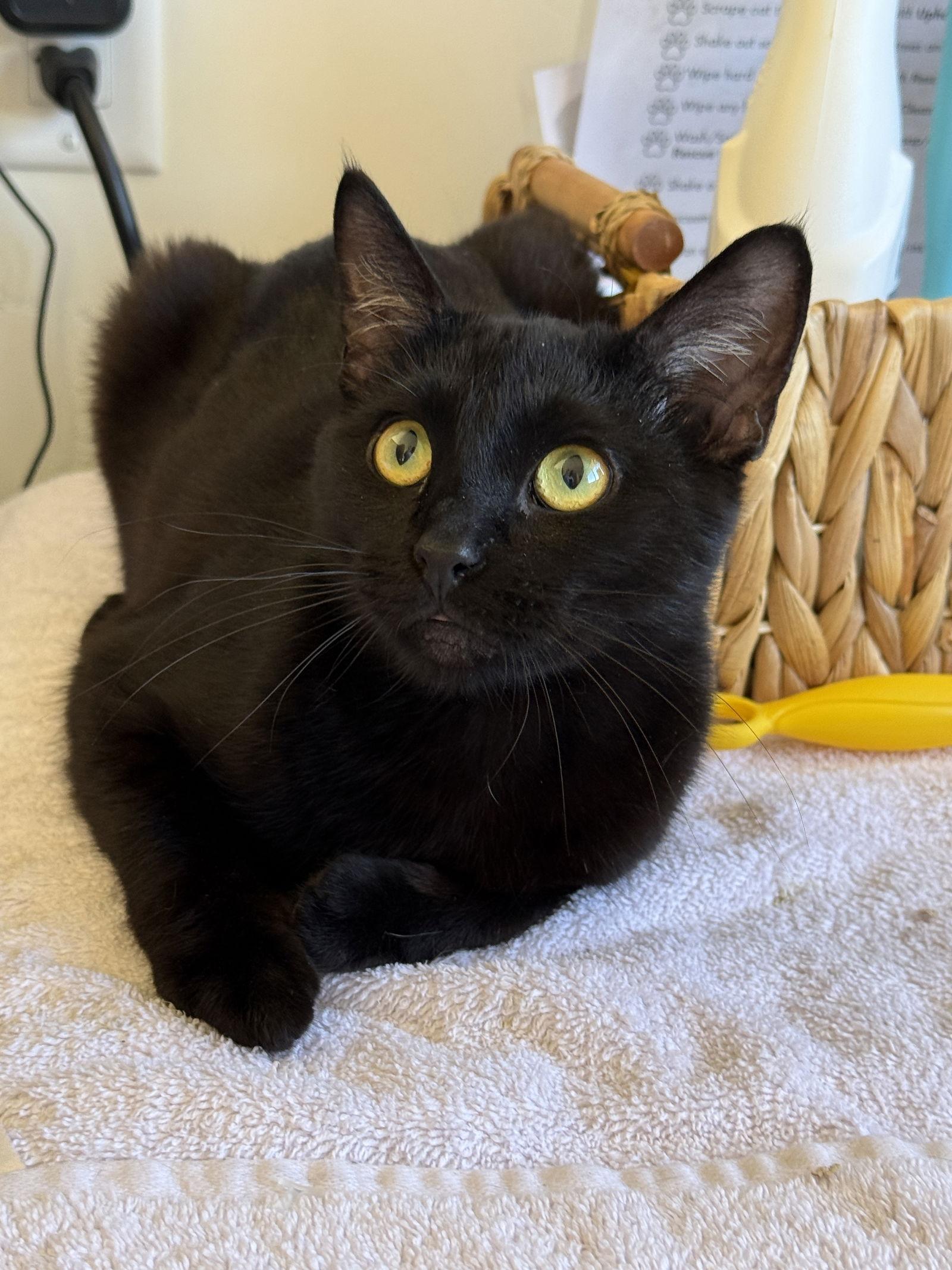 Enlarge Pumpkin - Purrs, Snuggles, Laps - CCC, a Adopted mixed breed in San Luis Obispo, CA image 1/1