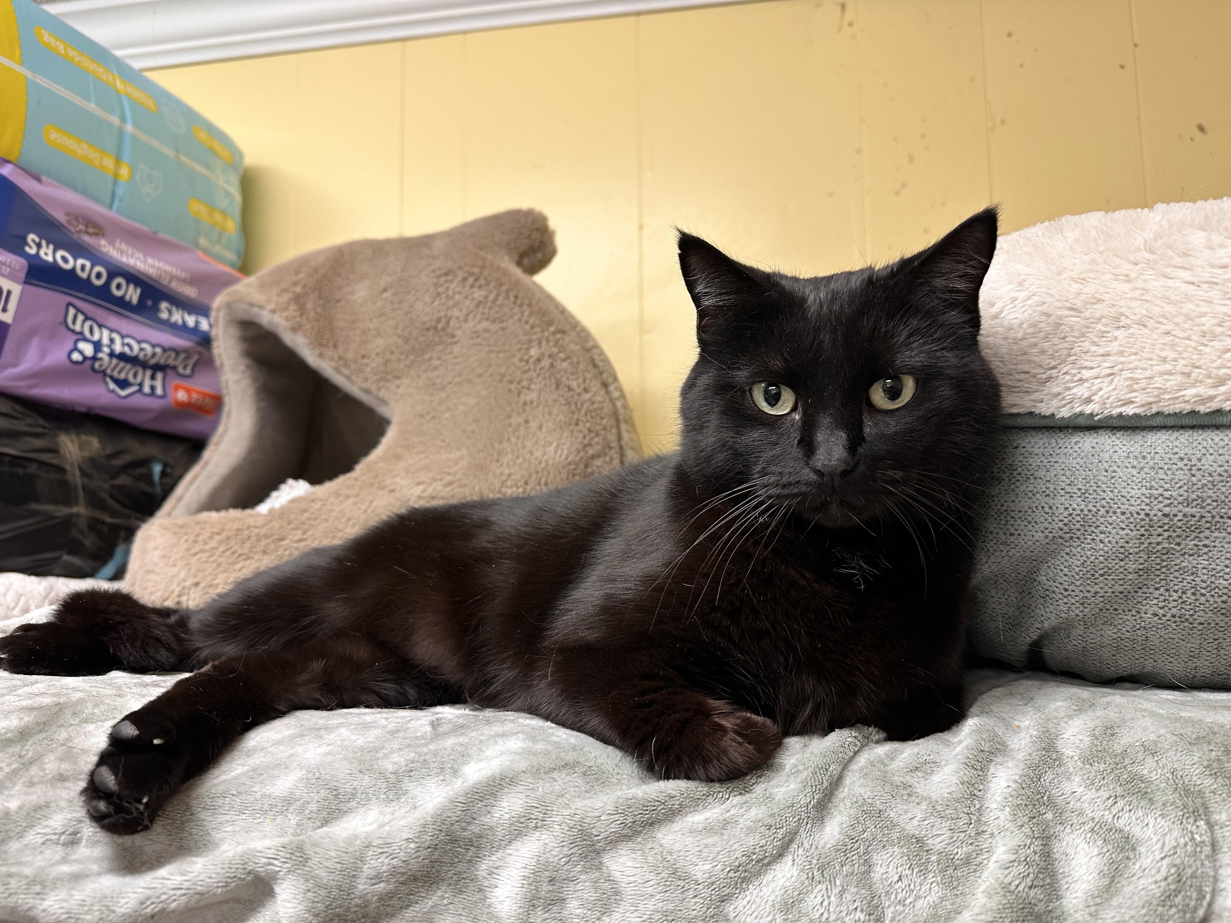 Enlarge Jujube, an adopted mixed breed in Chattanooga, TN image 5/6