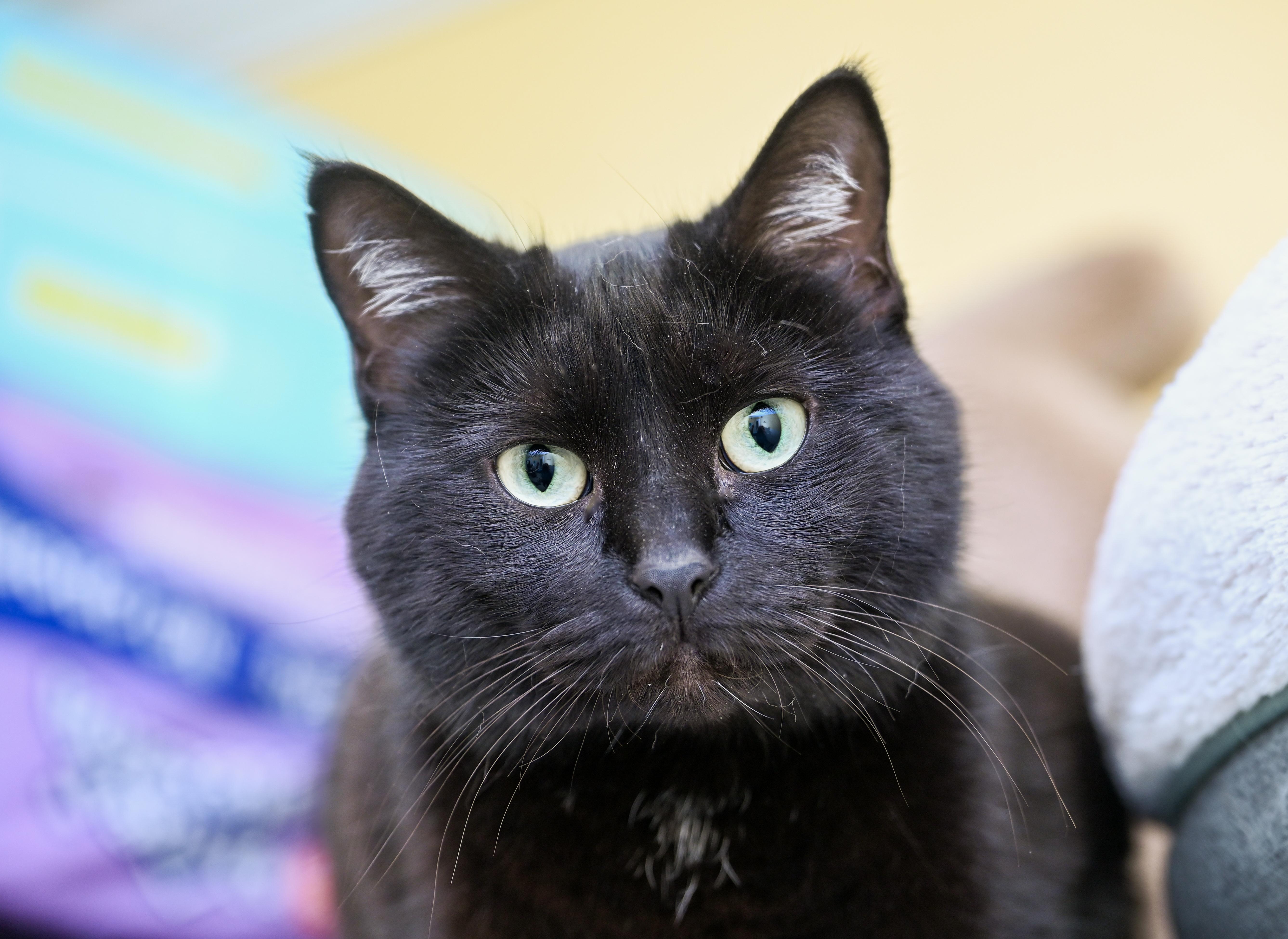 Enlarge Jujube, an adopted mixed breed in Chattanooga, TN image 2/6