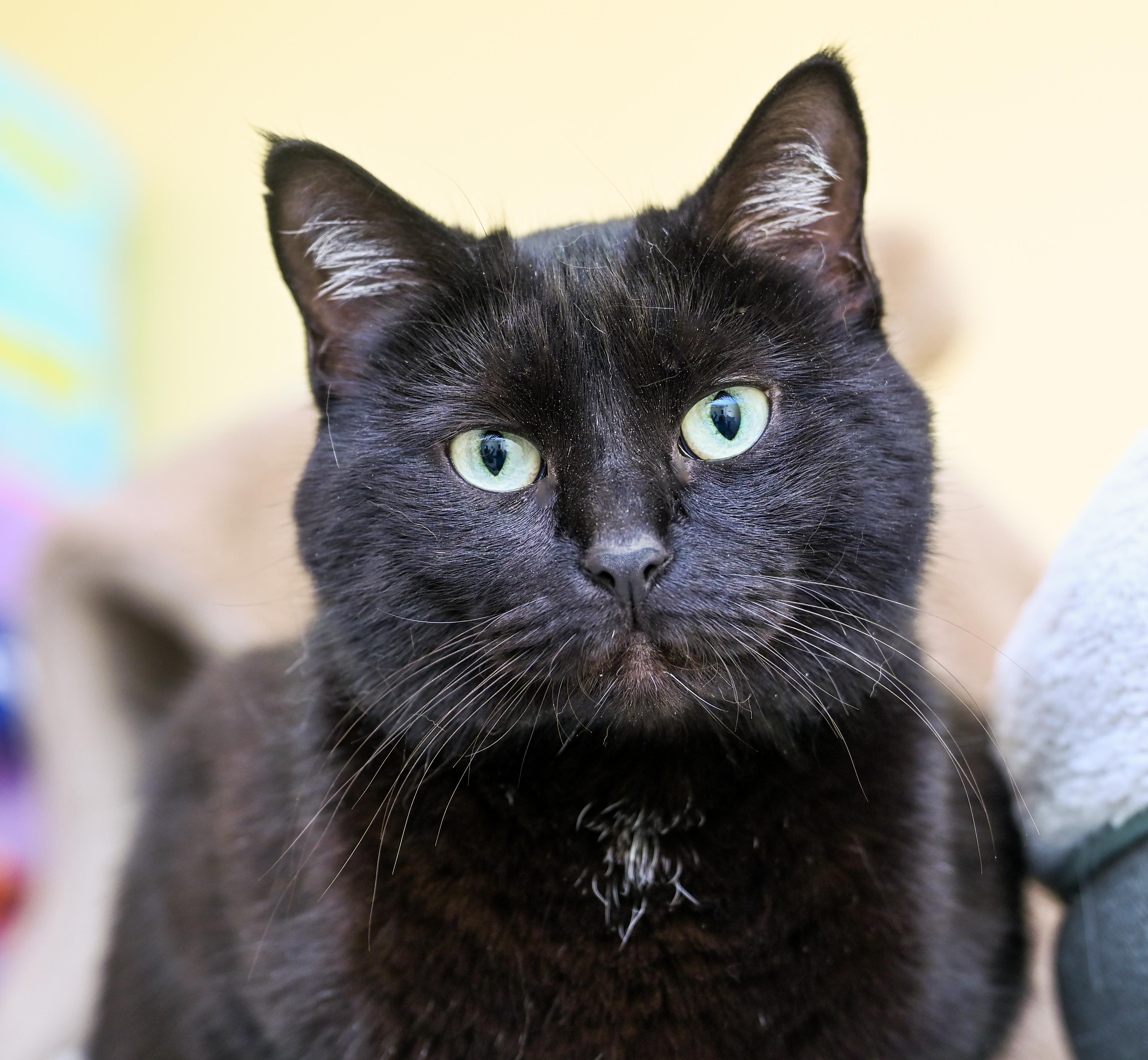 Enlarge Jujube, an adopted mixed breed in Chattanooga, TN image 1/6