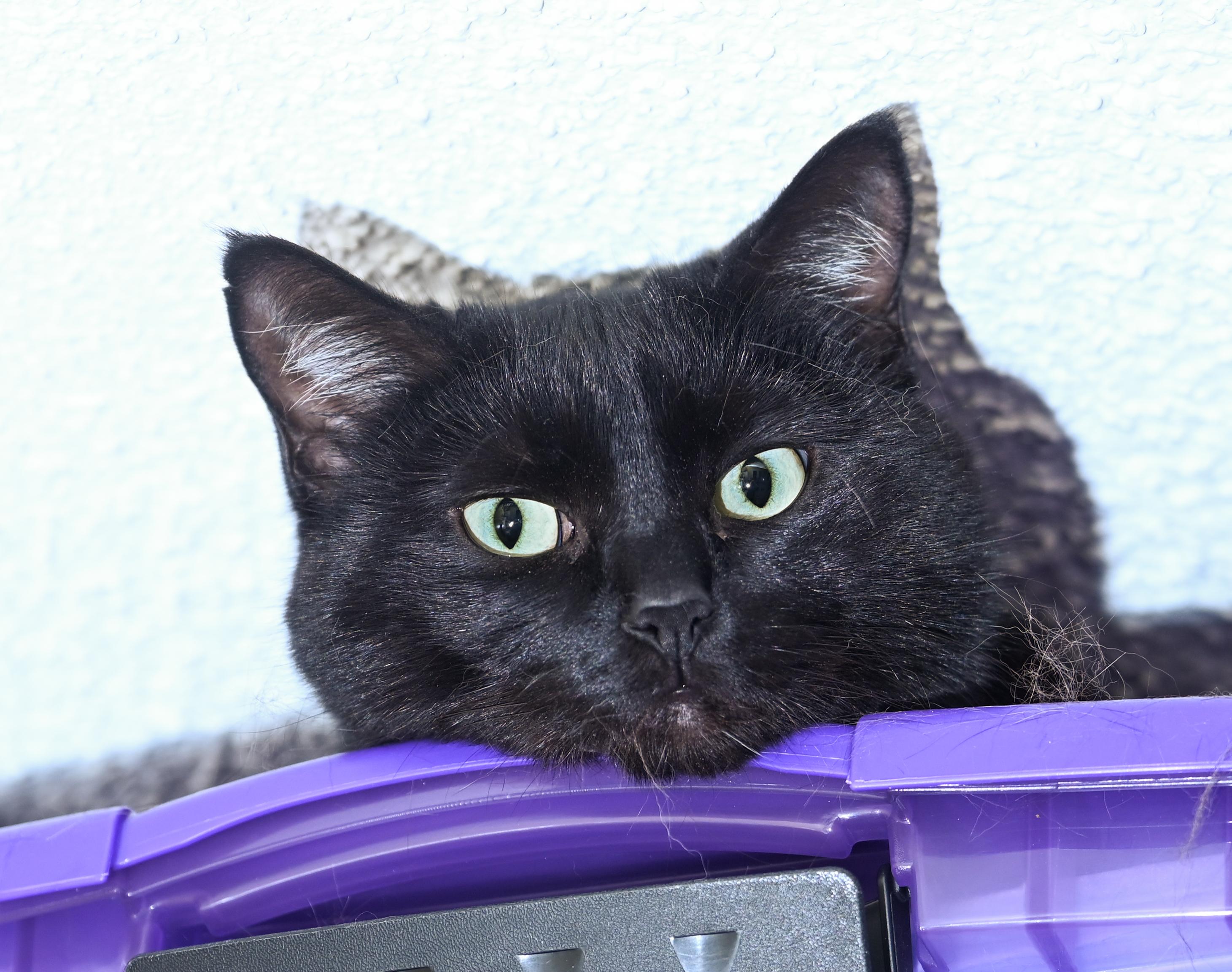 Enlarge Jujube, an adopted mixed breed in Chattanooga, TN image 3/6