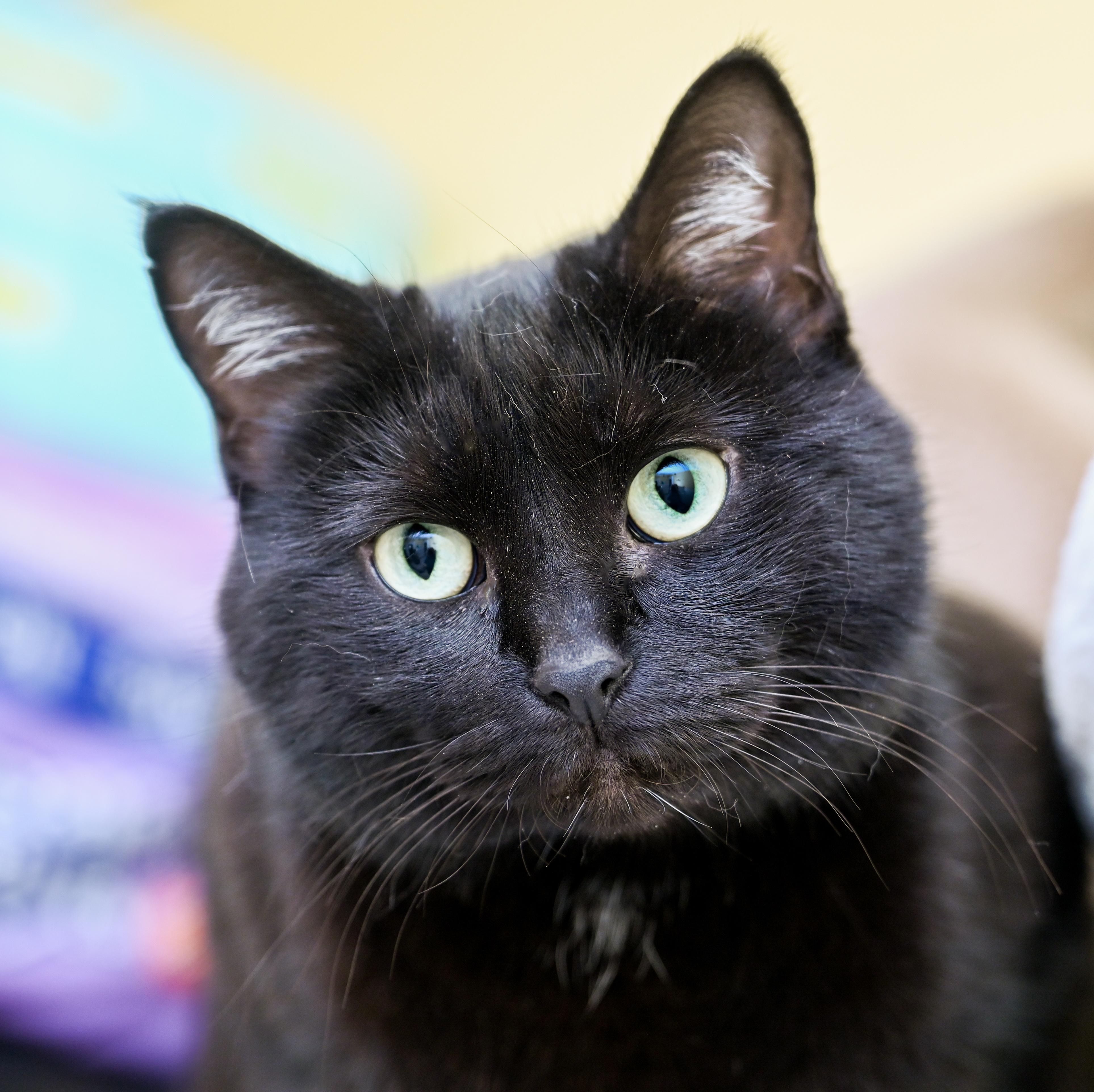 Enlarge Jujube, an adopted mixed breed in Chattanooga, TN image 4/6