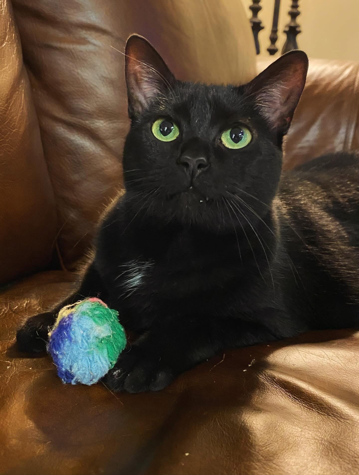 Enlarge Jujube, an adopted mixed breed in Chattanooga, TN image 6/6