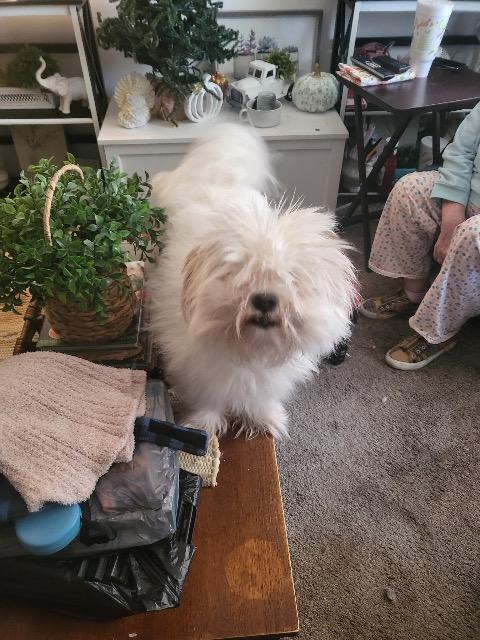 Sully, Adoptable, Adult Male Bichon Frise & Shih Tzu.