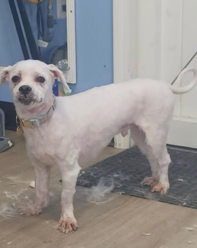 Enlarge Sully, a Adoptable mixed breed in Auburn, IN image 2/2