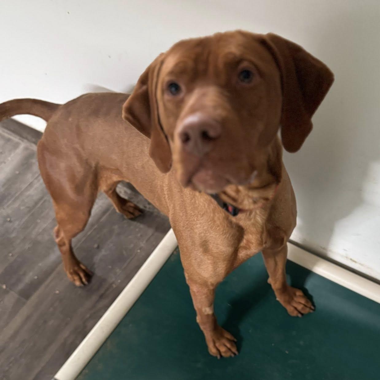 Dante, a Adopted mixed breed in Heuvelton, NY image 2/4