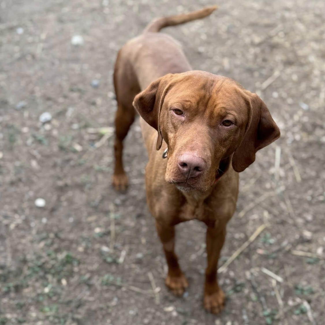 Dante, a Adopted mixed breed in Heuvelton, NY image 3/4