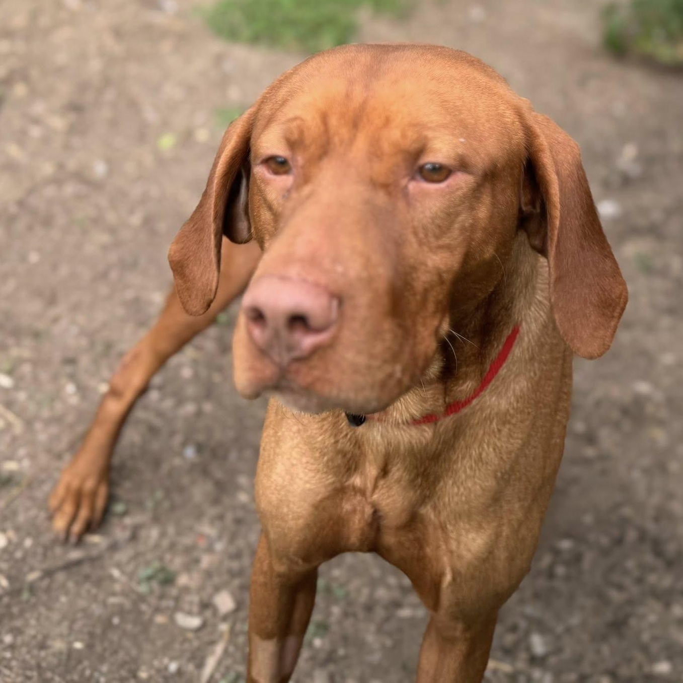 Dante, a Adopted mixed breed in Heuvelton, NY image 4/4