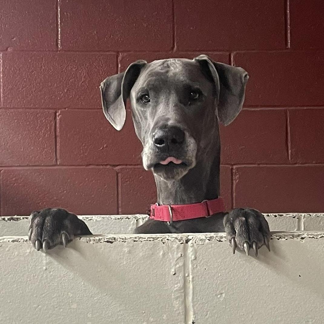 Bart, ADOPTABLE, Adult Male Great Dane.