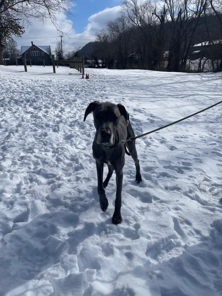 Bart, a ADOPTABLE Great Dane in Maysville, KY image 2/2