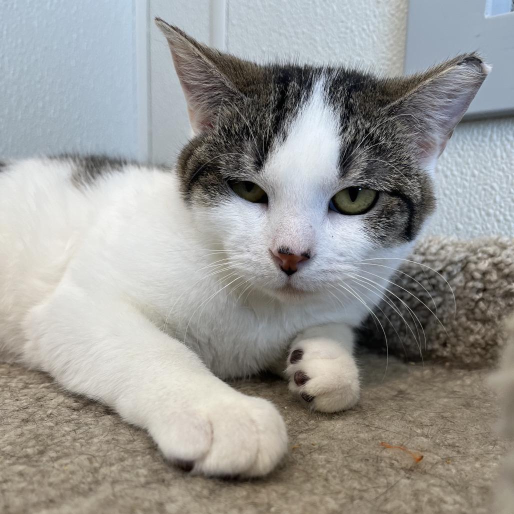 Petra, Adoptable, Young Female Domestic Short Hair.