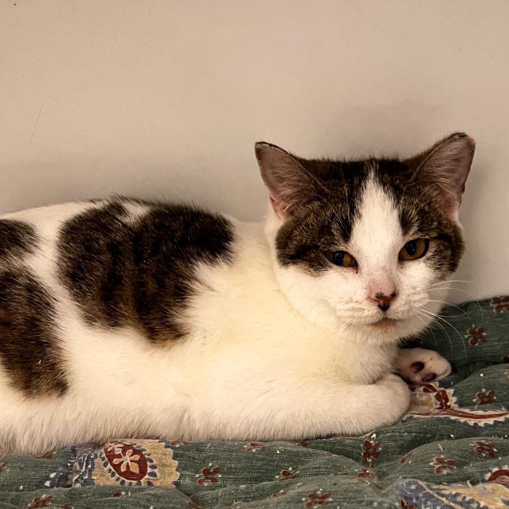 Peter, Adoptable, Kitten Female Domestic Short Hair.