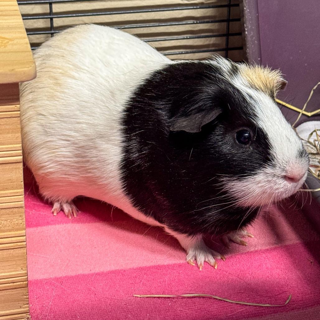 Gerry, Adoptable, Adult Male Guinea Pig.