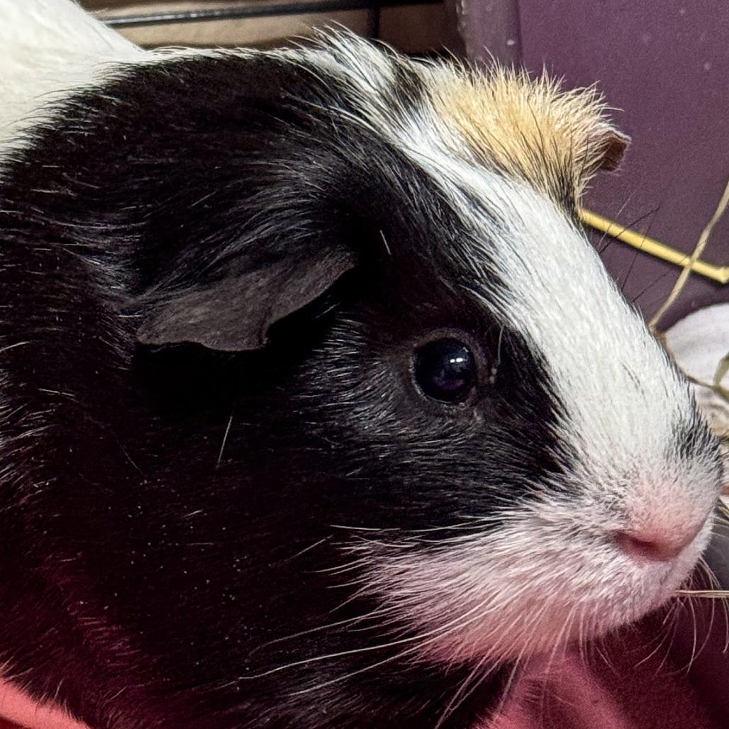 Enlarge Gerry, a Adoptable Guinea Pig in Kennebunk, ME image 2/3