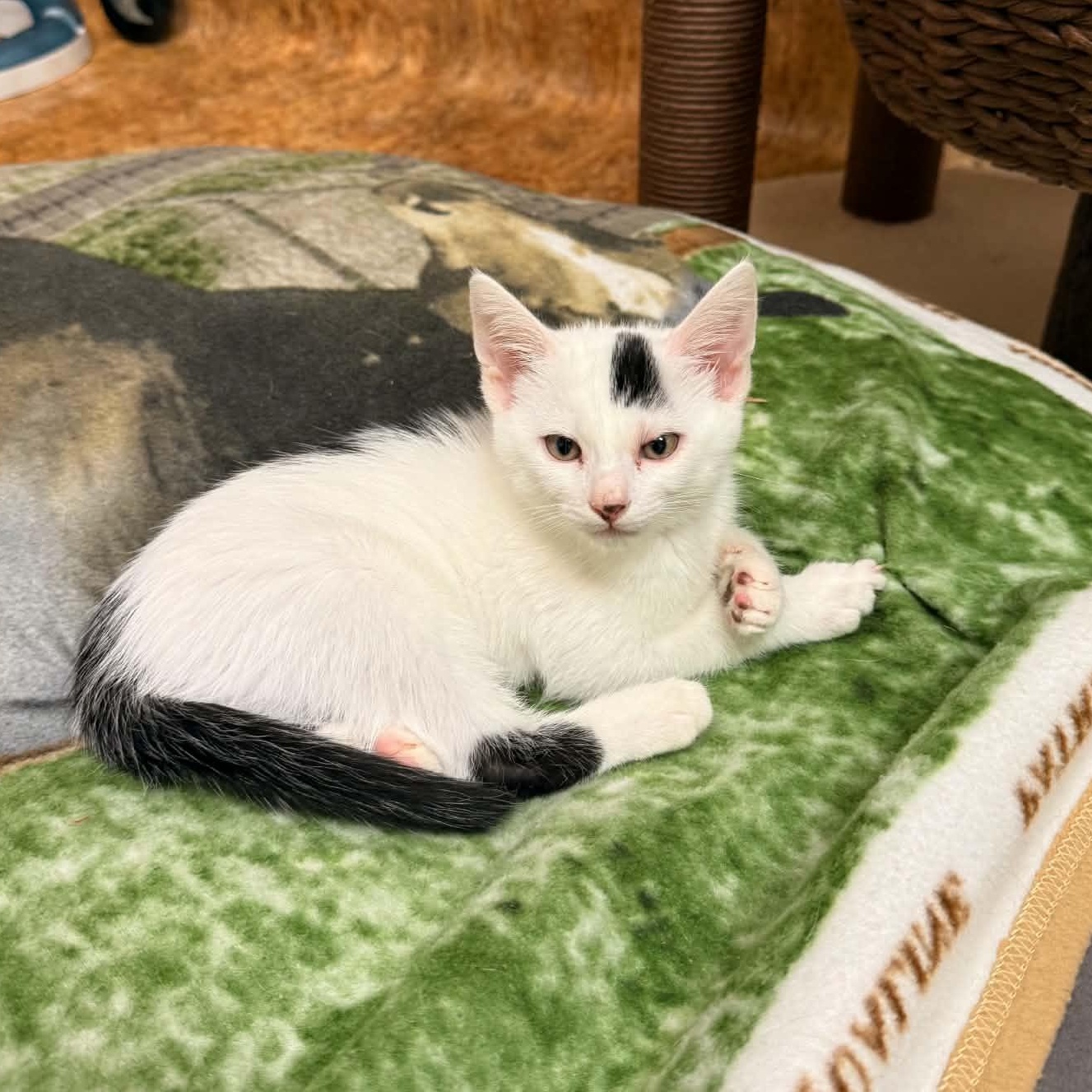 Jax, Adoptable, Kitten Male Domestic Short Hair.