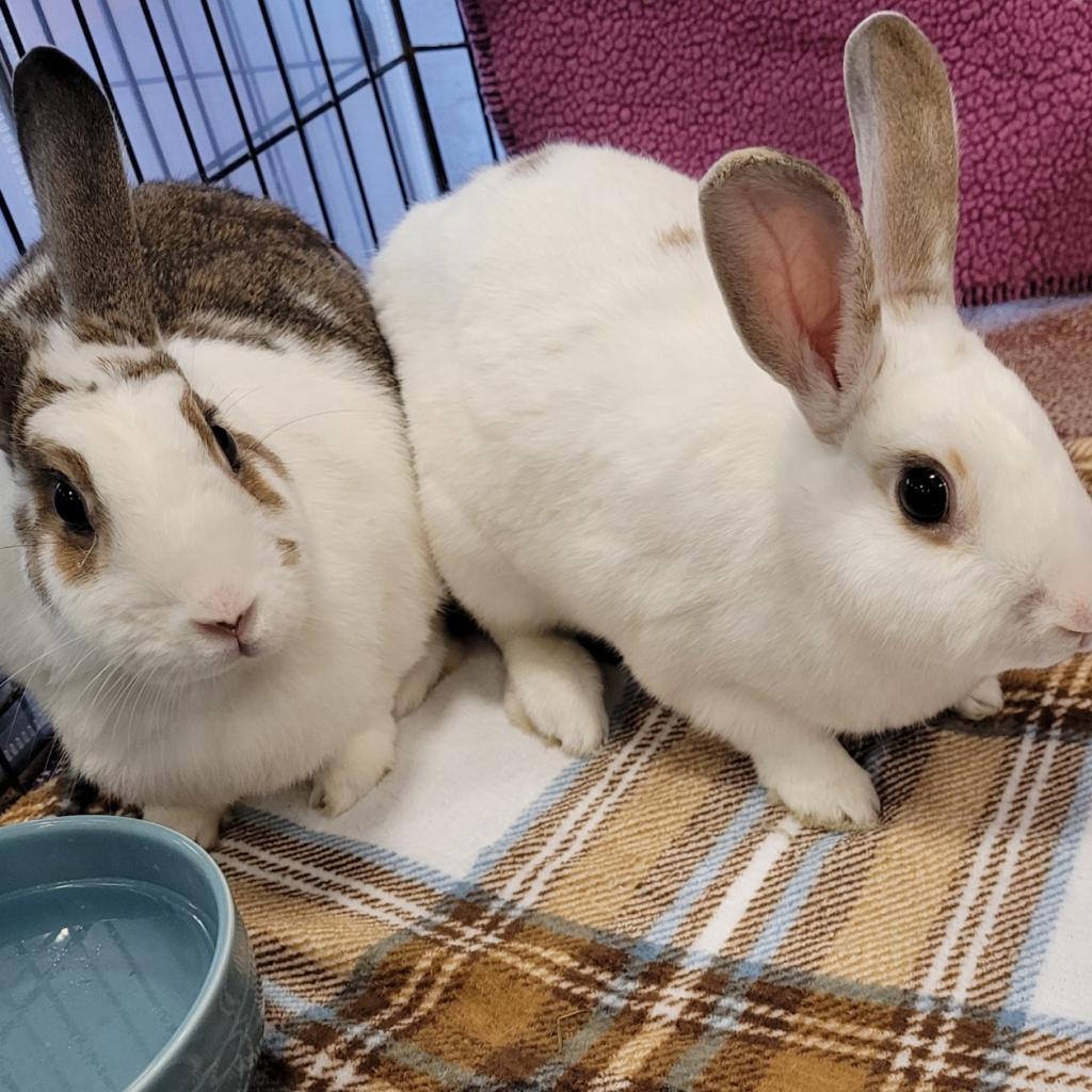 Reilly, Adoptable, Adult Male Havana.