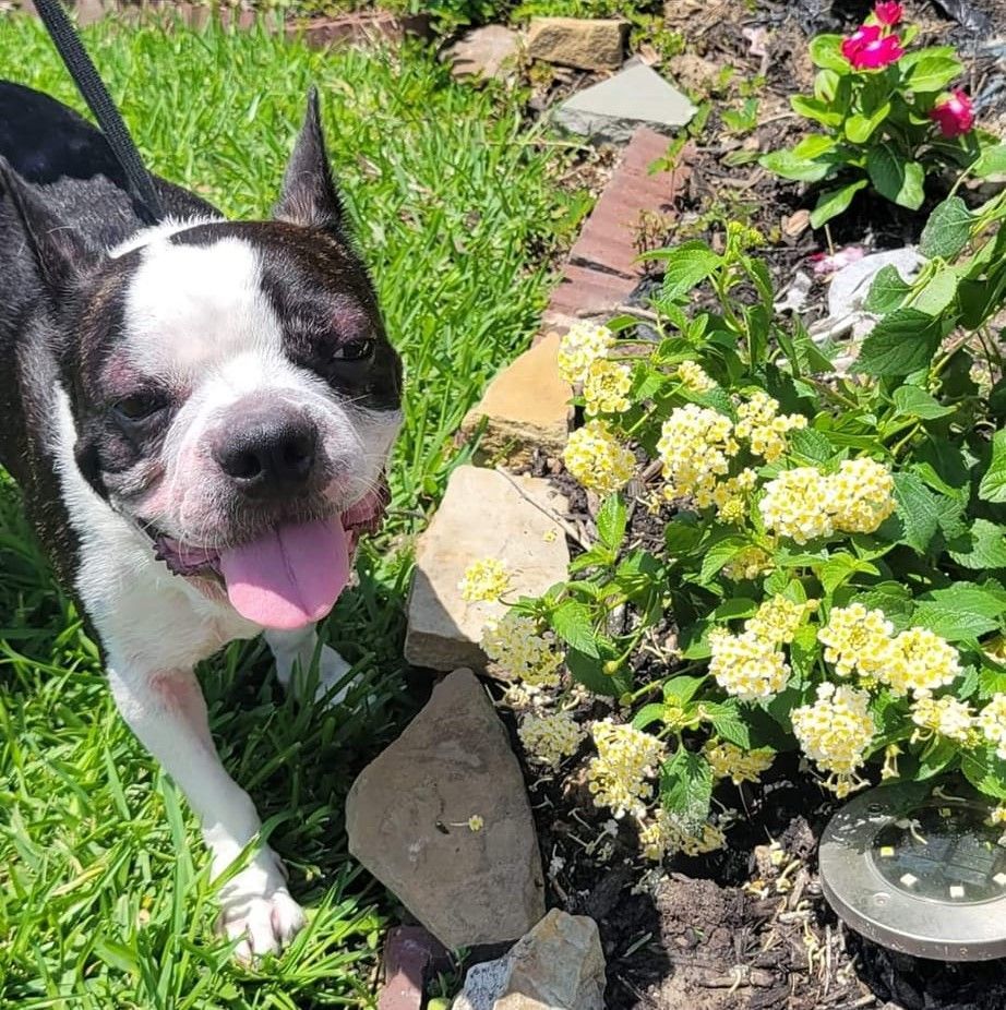 GRISSOM - Adopted!!, Adoptable, Adult Male Boston Terrier & French Bulldog.