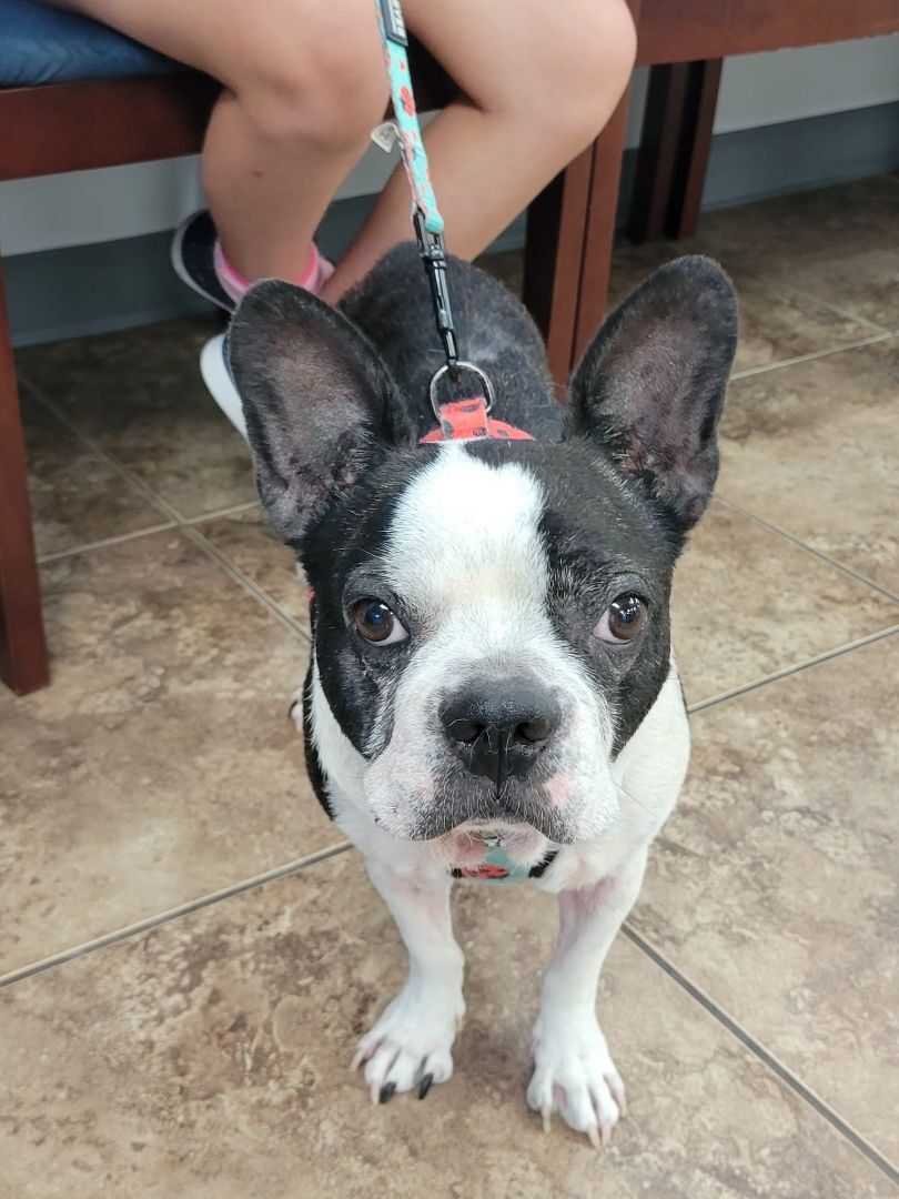 Enlarge GRISSOM - Adopted!!, a Adoptable mixed breed in Spring, TX image 2/3