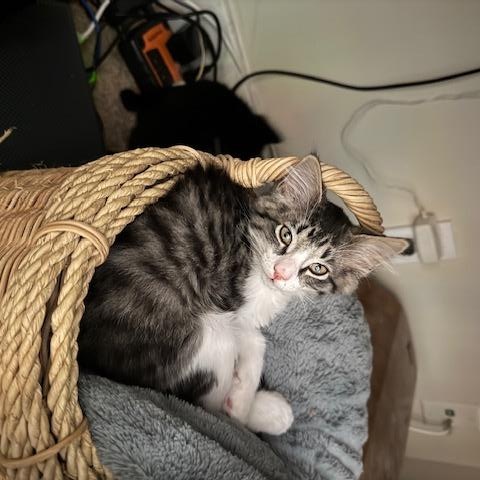Blue Jay, Baby Male American Shorthair
