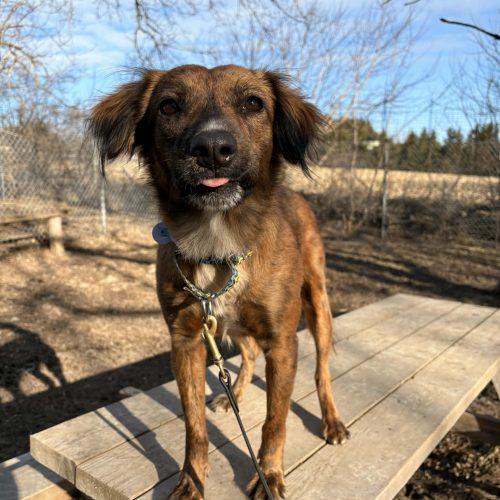 Enlarge Elio, a Adoptable mixed breed in King City, ON image 2/6