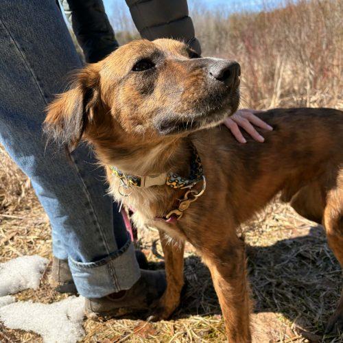 Enlarge Elio, a Adoptable mixed breed in King City, ON image 3/6