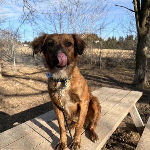 Enlarge Elio, a Adoptable mixed breed in King City, ON image 4/6