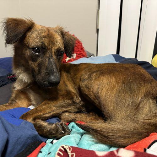 Enlarge Elio, a Adoptable mixed breed in King City, ON image 5/6