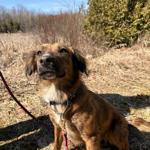 Enlarge Elio, a Adoptable mixed breed in King City, ON image 6/6