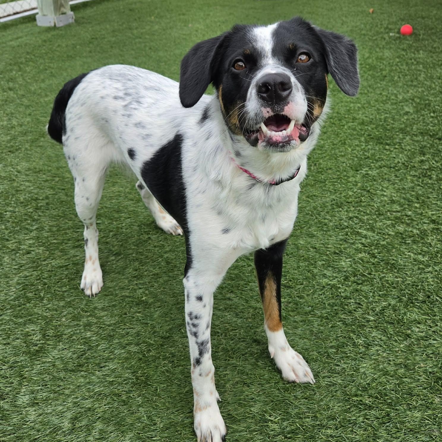 Enlarge Brandi, a ADOPTABLE mixed breed in Sparta, WI image 1/5