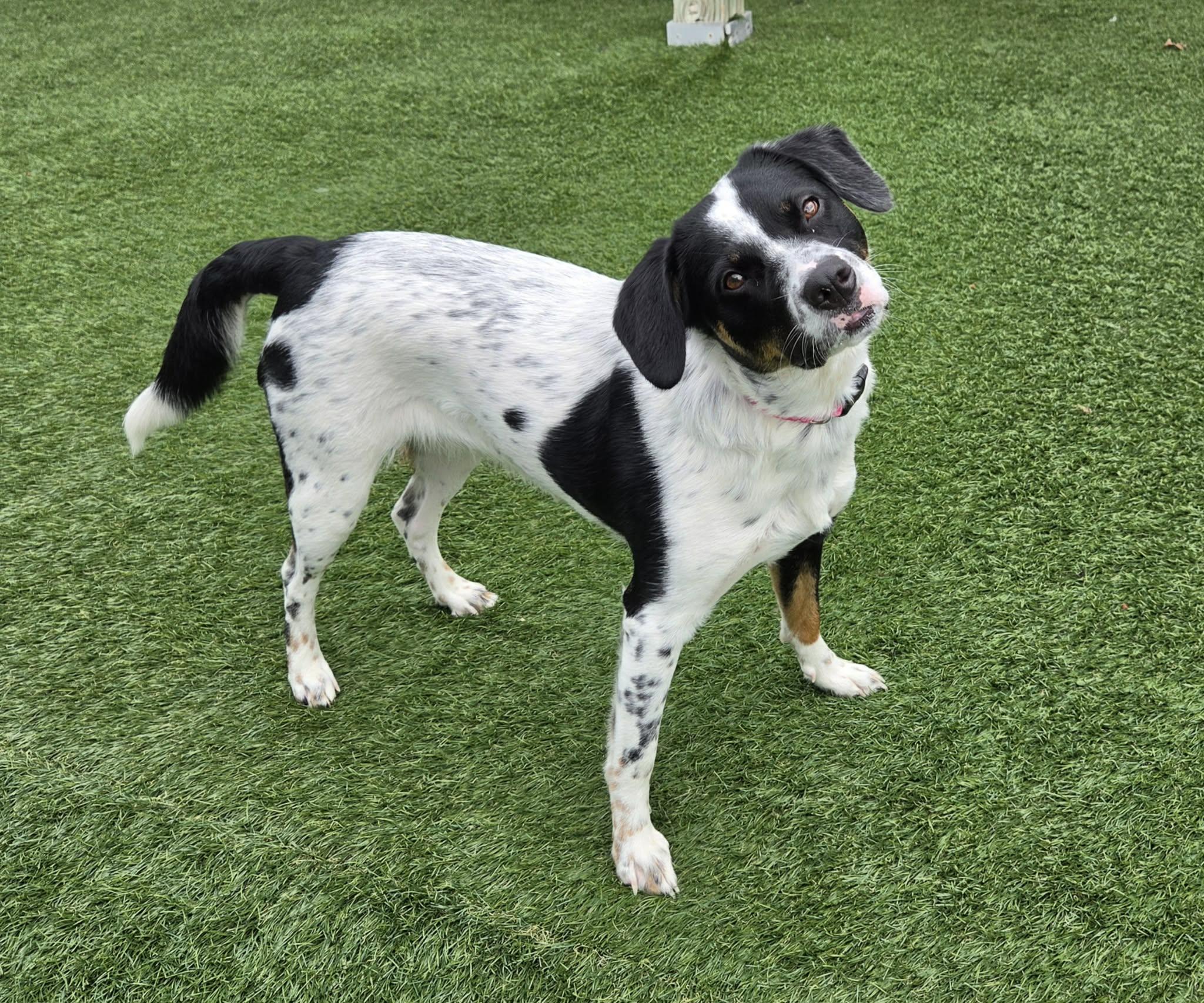 Enlarge Brandi, a ADOPTABLE mixed breed in Sparta, WI image 2/5