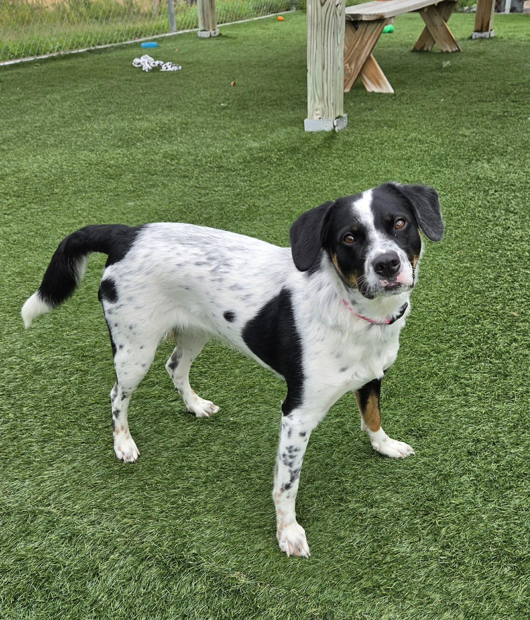 Enlarge Brandi, a ADOPTABLE mixed breed in Sparta, WI image 5/5