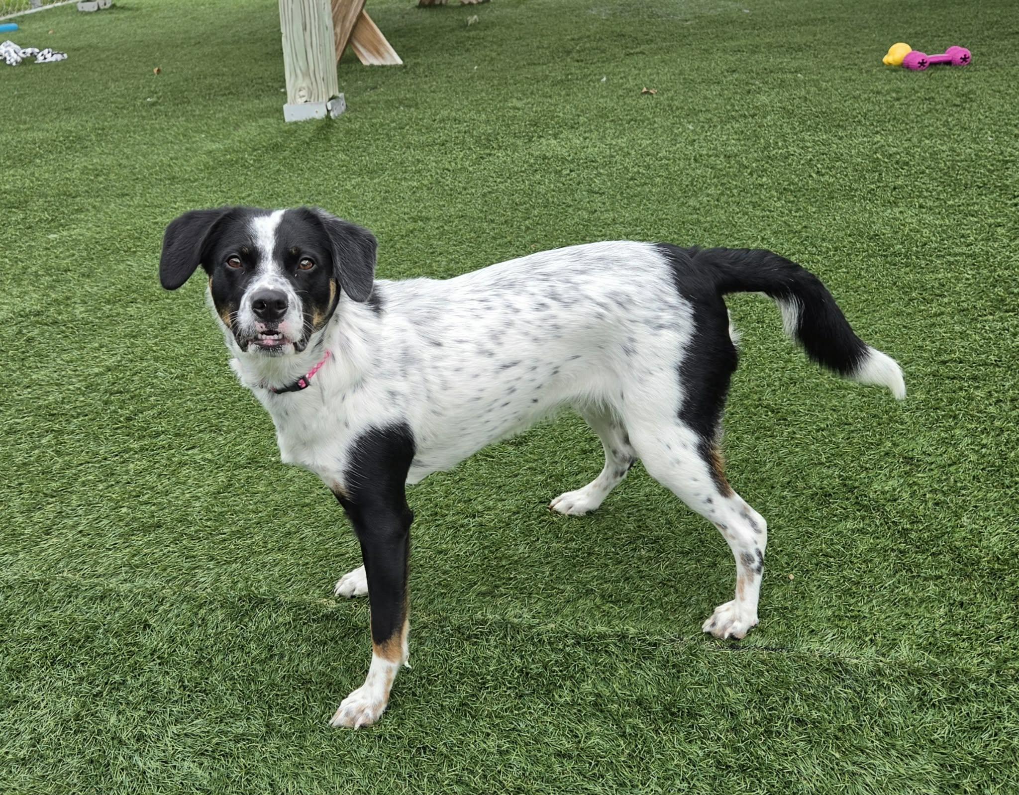 Enlarge Brandi, a ADOPTABLE mixed breed in Sparta, WI image 3/5