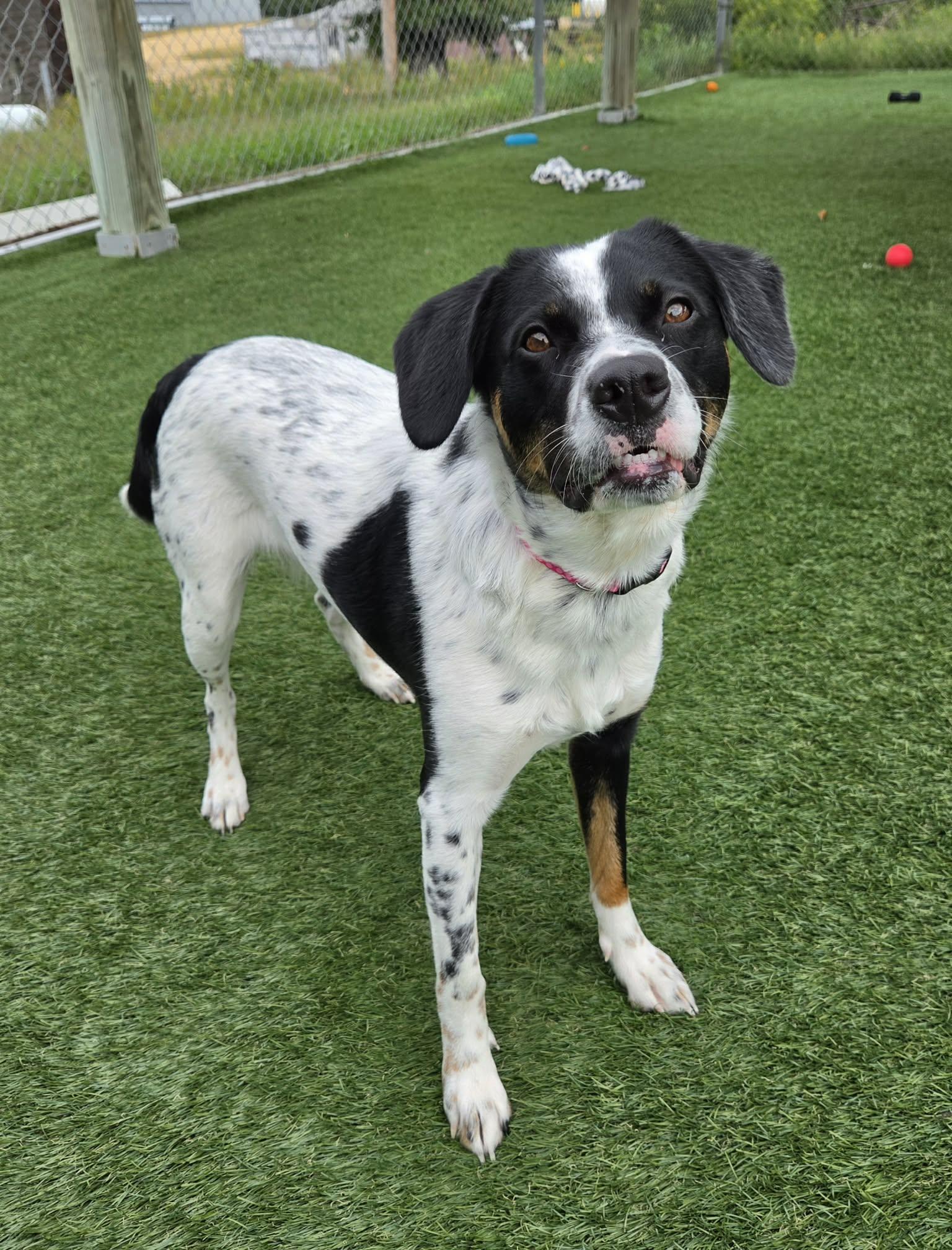 Enlarge Brandi, a ADOPTABLE mixed breed in Sparta, WI image 4/5