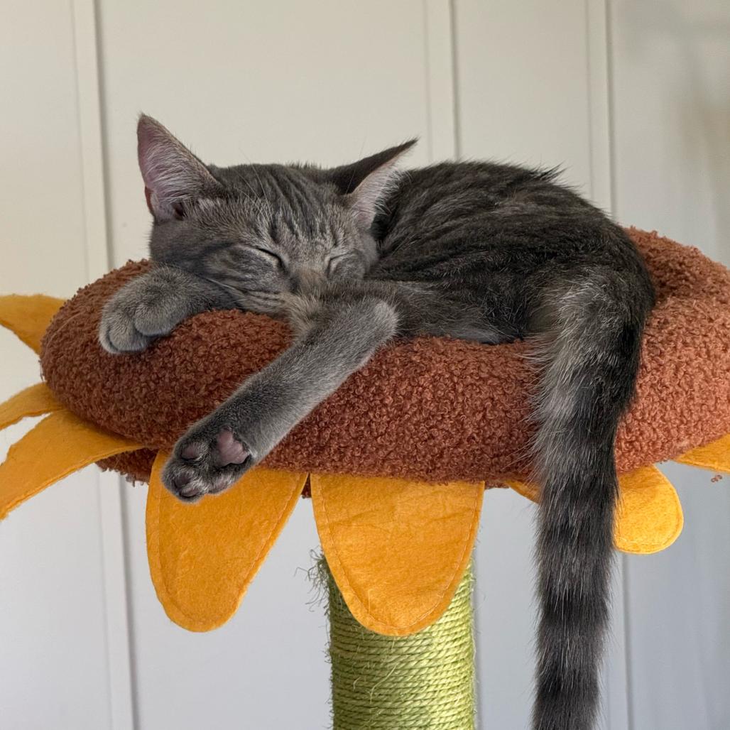 Andy, Adoptable, Young Male Domestic Short Hair.