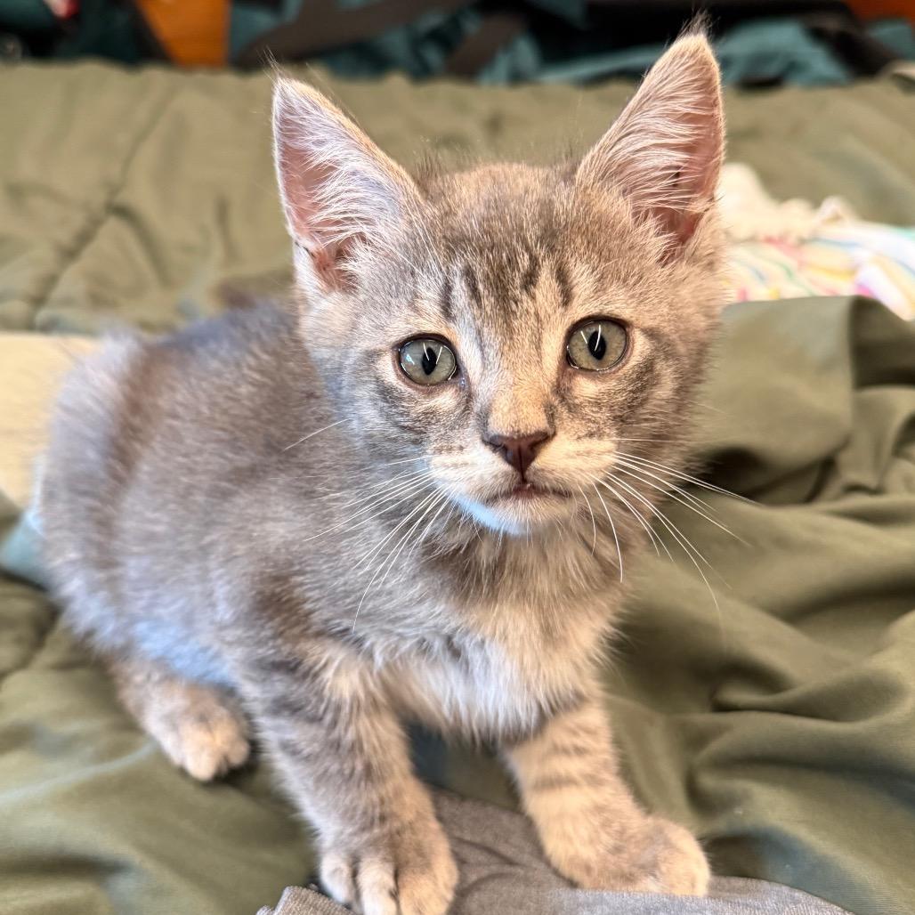 Enlarge Andy, a Adoptable Domestic Short Hair in Escondido, CA image 1/1