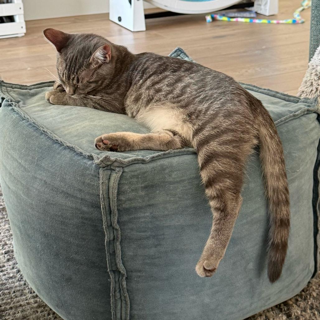 Enlarge Andy, a Adoptable Domestic Short Hair in Escondido, CA image 2/6
